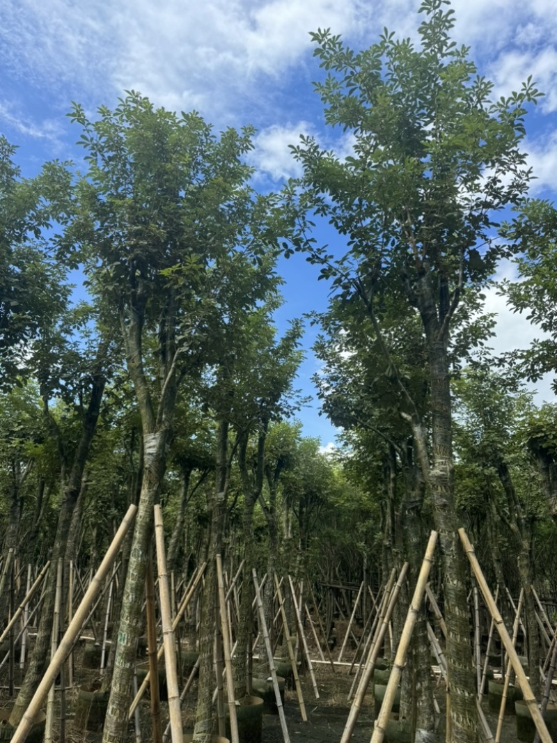 骨架黄花风铃木10～18公分基地直发规格齐全质量优质