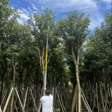 骨架黄花风铃木10～18公分基地直发规格齐全质量优质