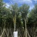 骨架黄花风铃木10～18公分基地直发规格齐全质量优质