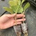 麻叶木绣球袋苗可用于园艺绿化工程全国各地都可以发货