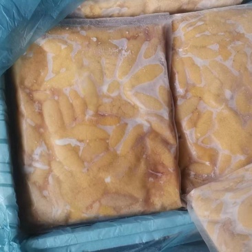 精品鲈鱼籽