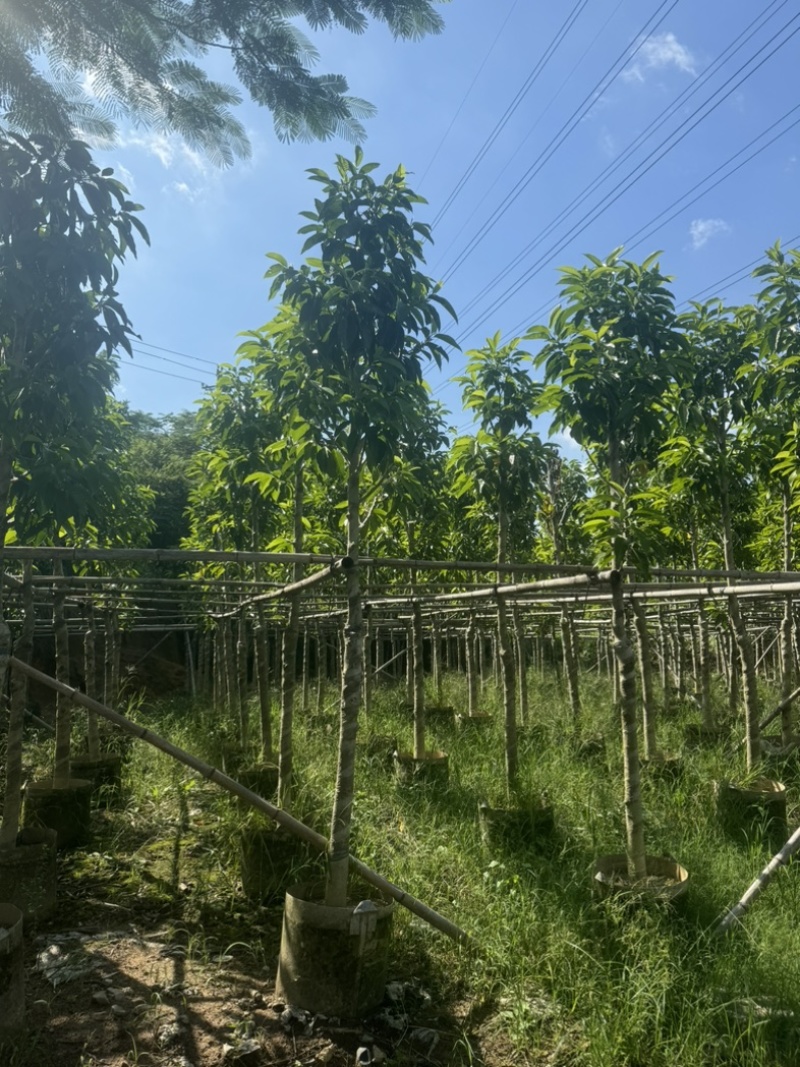 光杆白玉兰5～25公分基地直发规格齐全质量优质