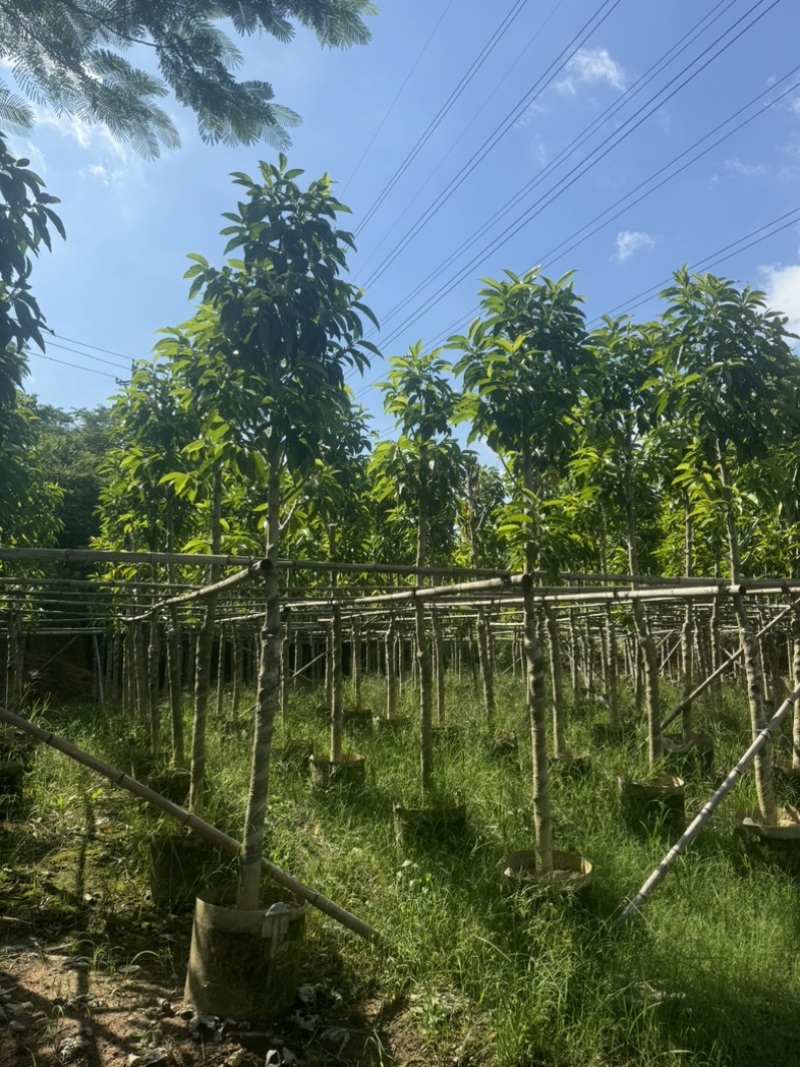 光杆白玉兰5～25公分基地直发规格齐全质量优质