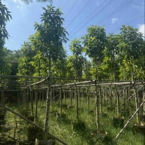 光杆白玉兰5～25公分基地直发规格齐全质量优质
