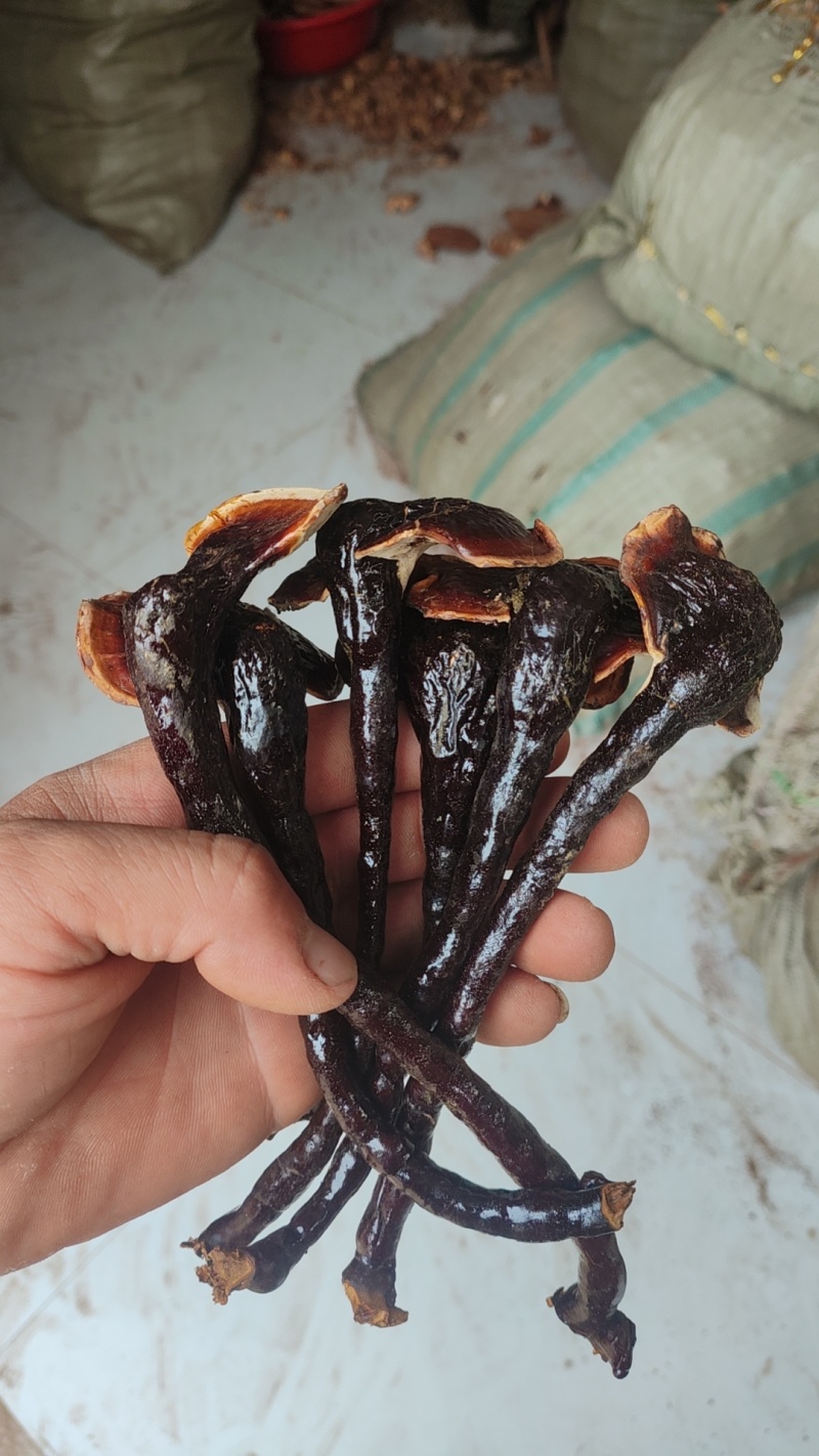 长脚小香灵芝产地，精品高脚香灵芝，菌香味浓，不苦的香灵芝
