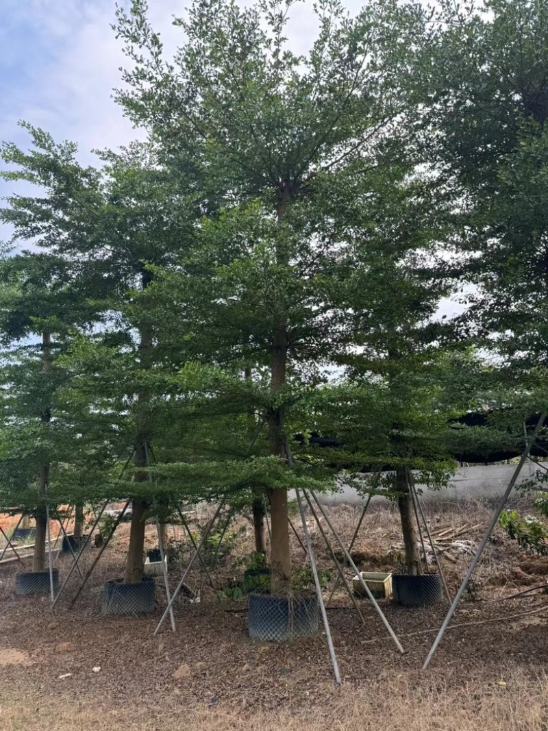 造托小叶榄仁树15～20公分基地直发规格齐全质量优质