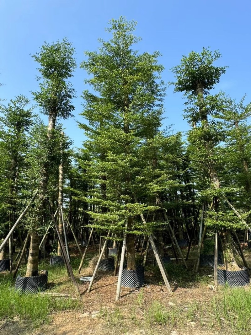 造托小叶榄仁树15～20公分基地直发规格齐全质量优质