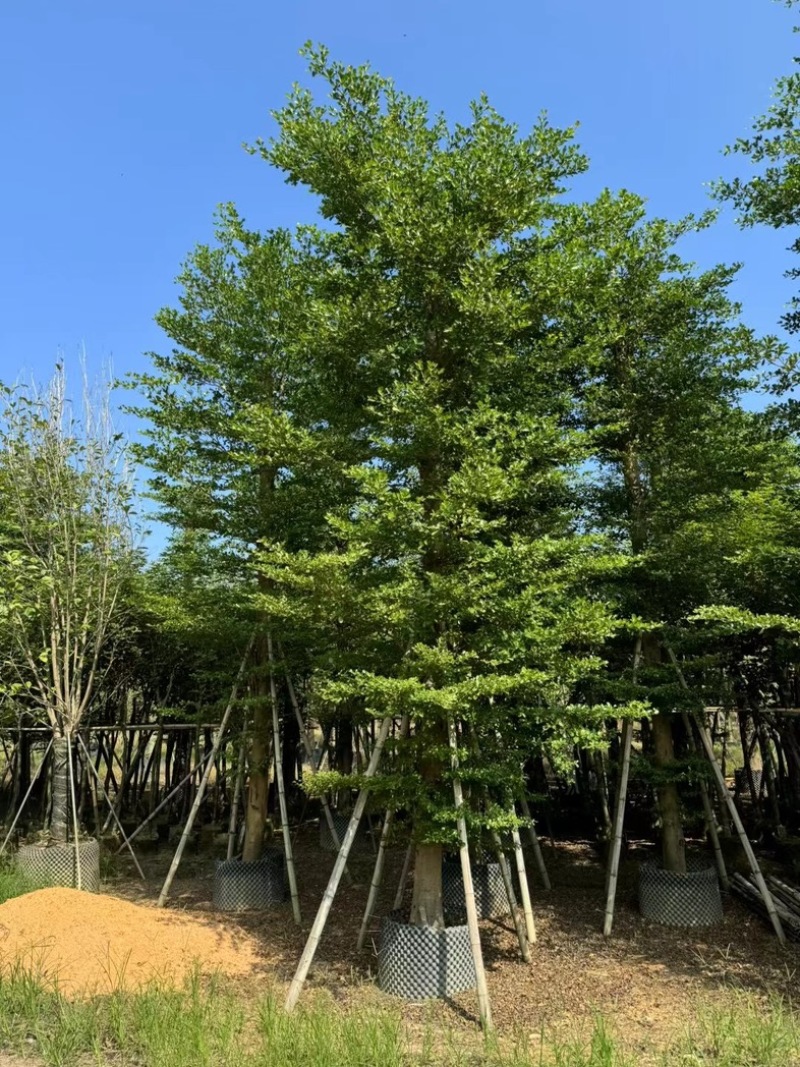 造托小叶榄仁树15～20公分基地直发规格齐全质量优质
