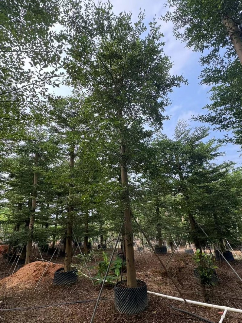 造托小叶榄仁树15～20公分基地直发规格齐全质量优质