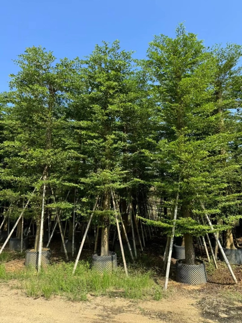 造托小叶榄仁树15～20公分基地直发规格齐全质量优质