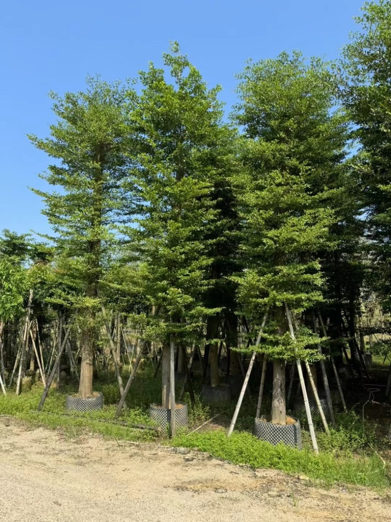 造托小叶榄仁树15～20公分基地直发规格齐全质量优质