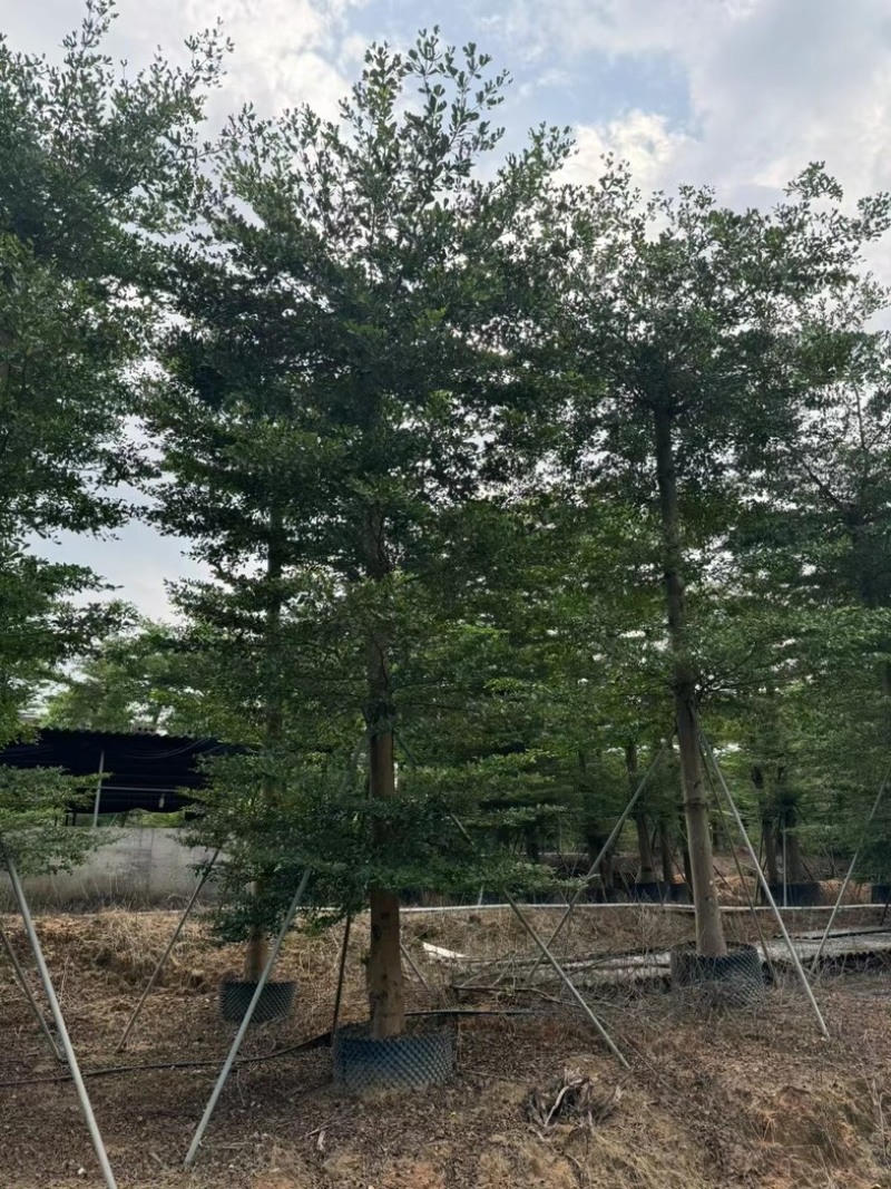 造托小叶榄仁树15～20公分基地直发规格齐全质量优质