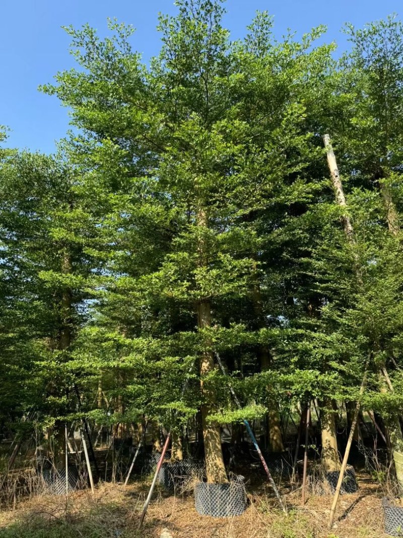 造托小叶榄仁树15～20公分基地直发规格齐全质量优质
