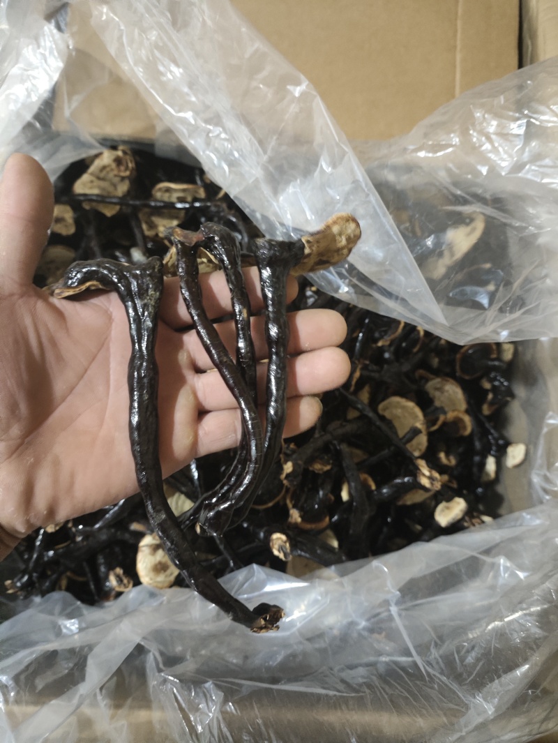 长脚小香灵芝产地，精品高脚香灵芝，菌香味浓，不苦的香灵芝