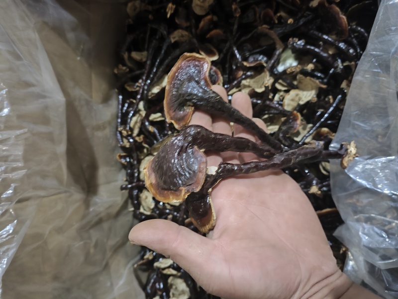 长脚小香灵芝产地，精品高脚香灵芝，菌香味浓，不苦的香灵芝