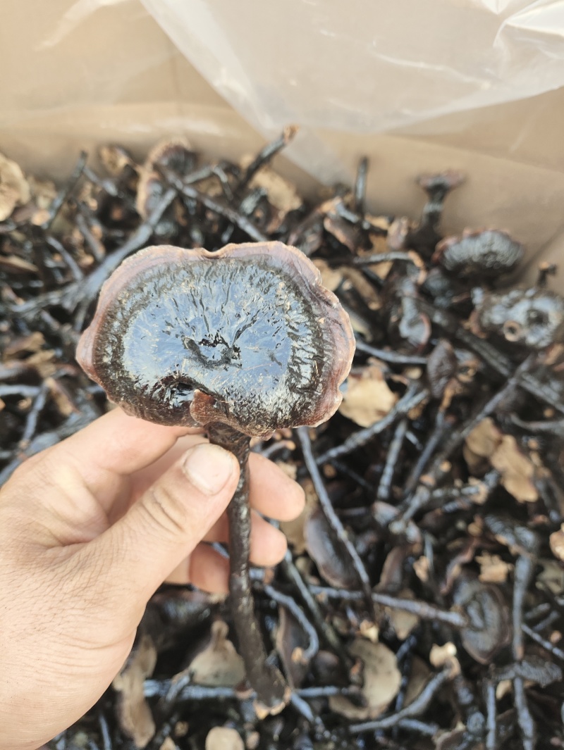 长脚小香灵芝产地，精品高脚香灵芝，菌香味浓，不苦的香灵芝