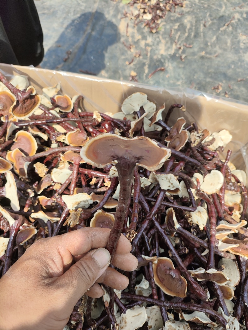 长脚小香灵芝产地，精品高脚香灵芝，菌香味浓，不苦的香灵芝