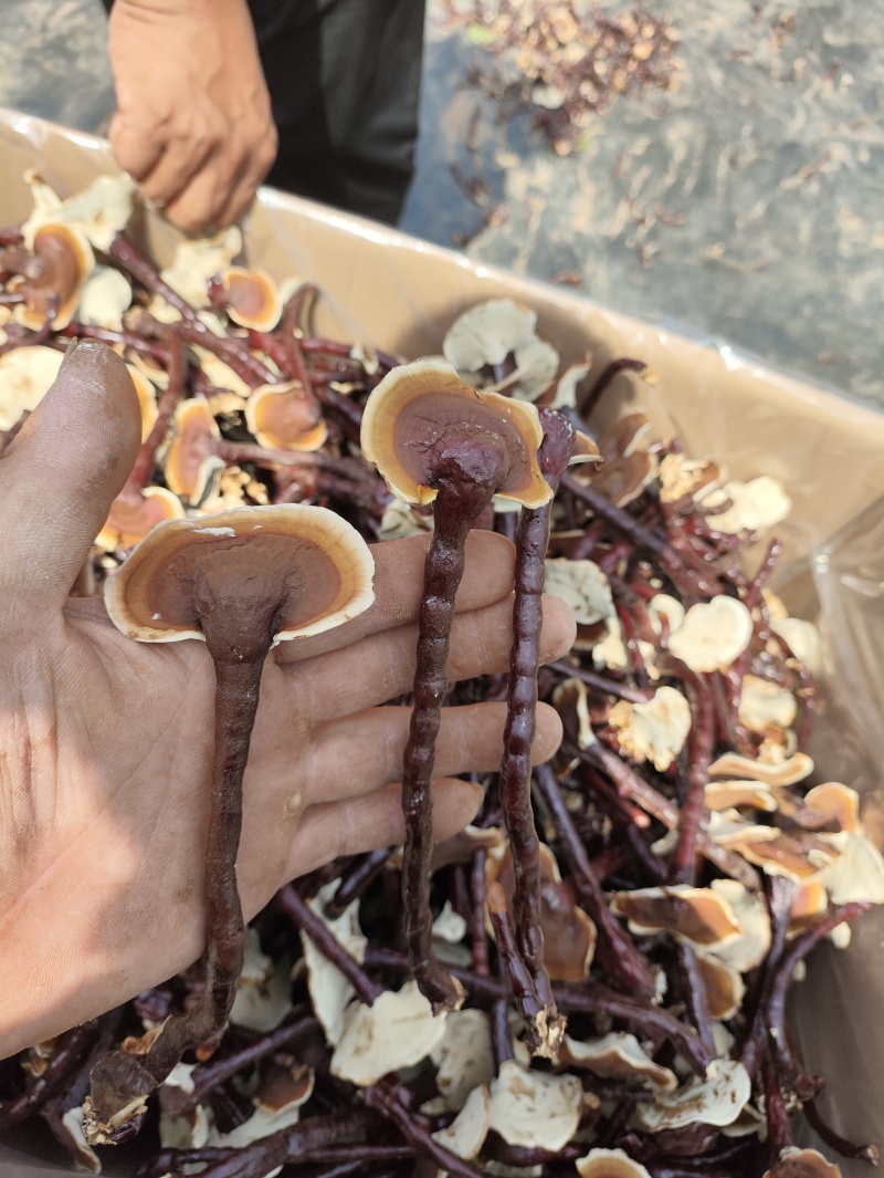 长脚小香灵芝产地，精品高脚香灵芝，菌香味浓，不苦的香灵芝