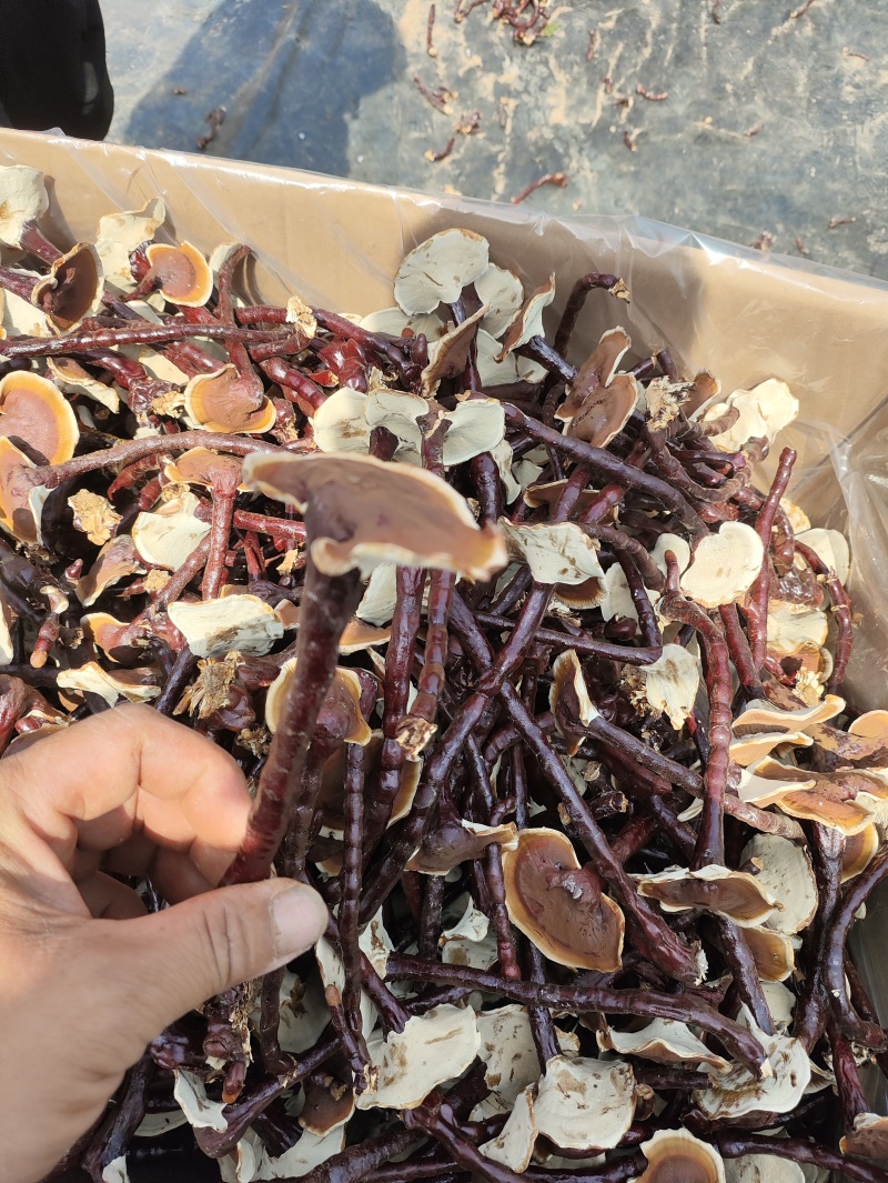 长脚小香灵芝产地，精品高脚香灵芝，菌香味浓，不苦的香灵芝