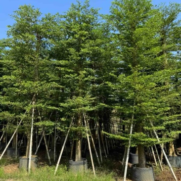 造托小叶榄仁树15～20公分基地直发规格齐全质量优质