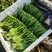 农九板蓝根菜心板蓝根菜苔含板蓝根成份授权省市代理商