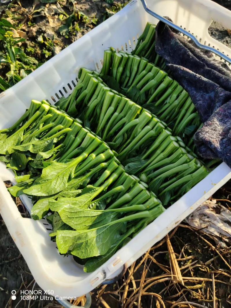 农九板蓝根菜心板蓝根菜苔含板蓝根成份授权省市代理商