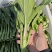农九板蓝根菜心板蓝根菜苔含板蓝根成份授权省市代理商