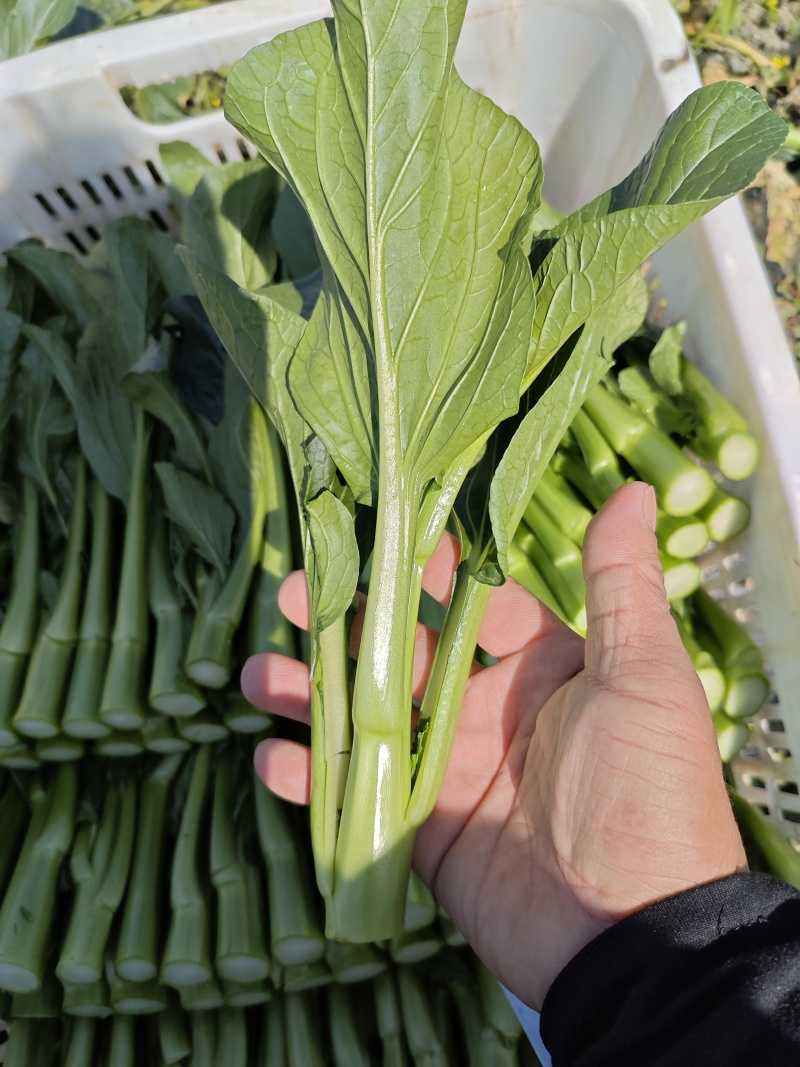 农九板蓝根菜心板蓝根菜苔含板蓝根成份授权省市代理商