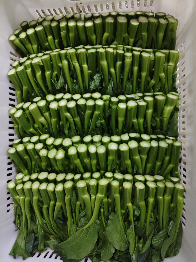 农九板蓝根菜心板蓝根菜苔含板蓝根成份授权省市代理商