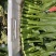 农九板蓝根菜心板蓝根菜苔含板蓝根成份授权省市代理商