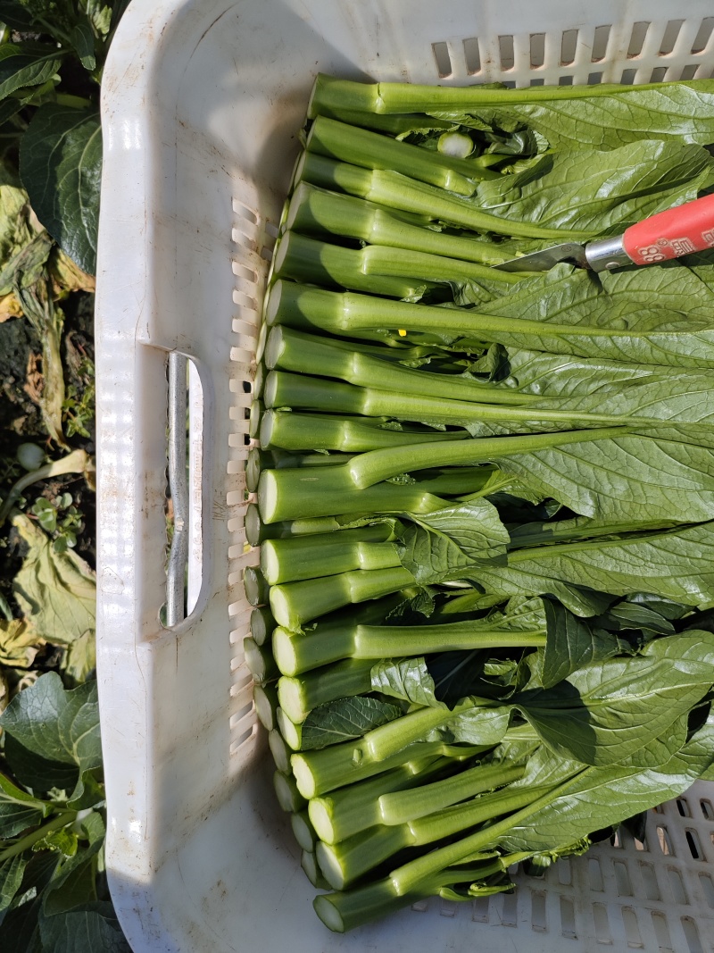 农九板蓝根菜心板蓝根菜苔含板蓝根成份授权省市代理商