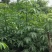 美人树1～5公分基地直发规格齐全质量优质