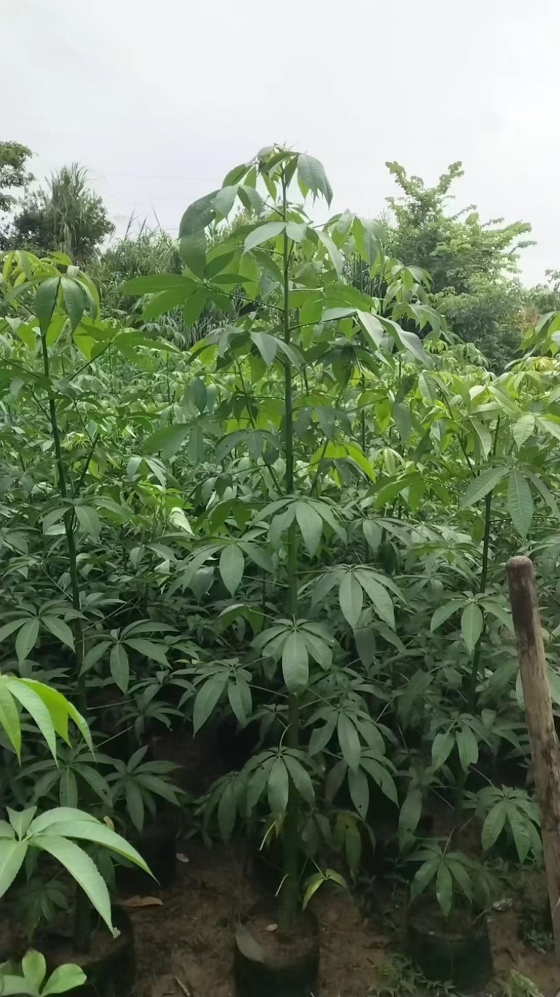 美人树1～5公分基地直发规格齐全质量优质