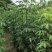 美人树1～5公分基地直发规格齐全质量优质