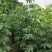美人树1～5公分基地直发规格齐全质量优质