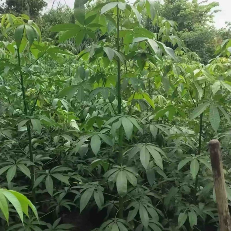 美人树1～5公分基地直发规格齐全质量优质