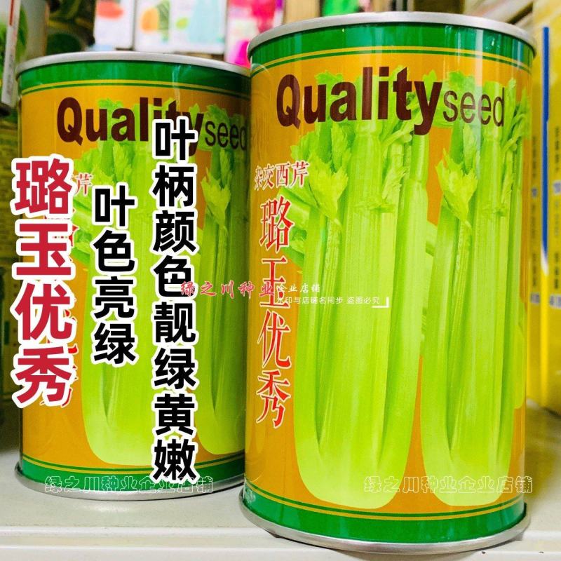璐玉**西芹种子进口芹菜种子实心大号西芹四季蔬菜种籽抗病