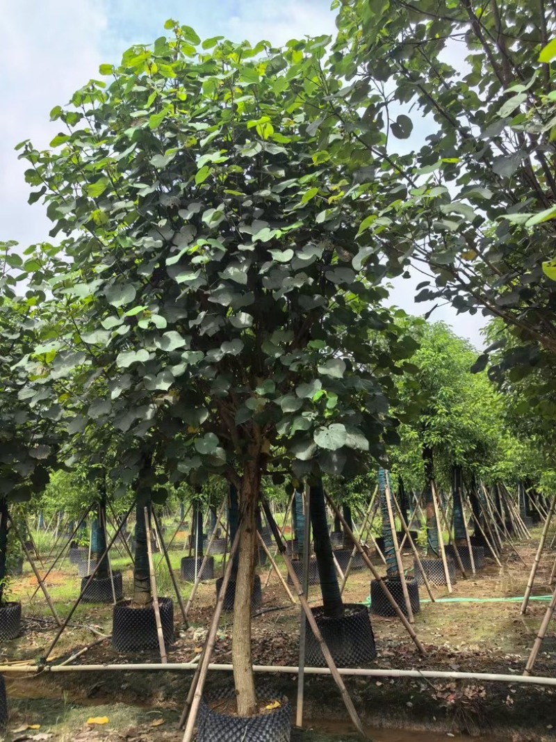 骨架黄槿10～20公分基地直发规格齐全质量优质