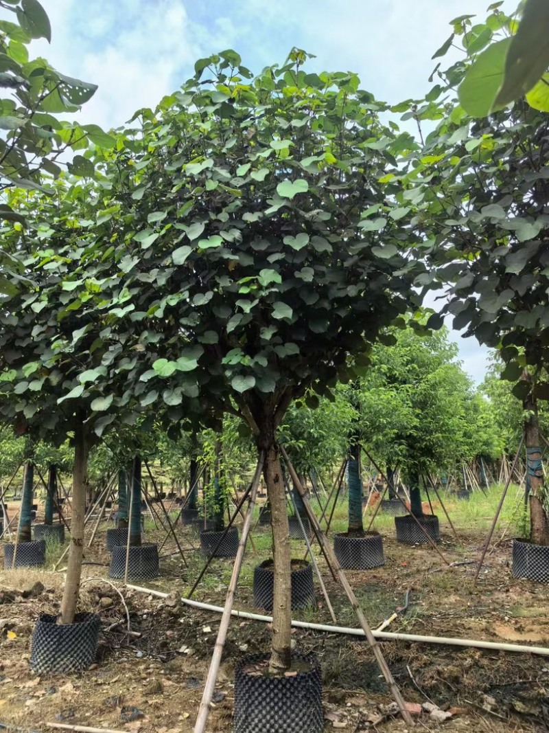 骨架黄槿10～20公分基地直发规格齐全质量优质