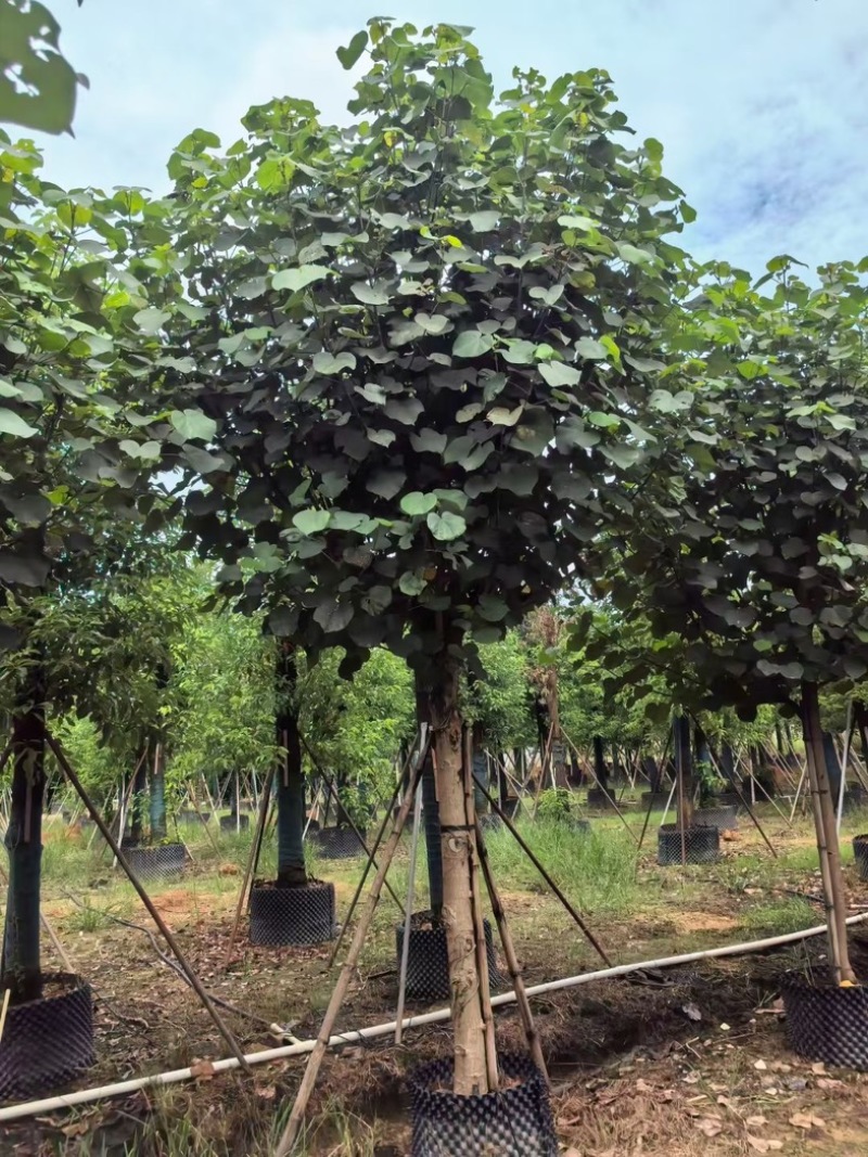 骨架黄槿10～20公分基地直发规格齐全质量优质