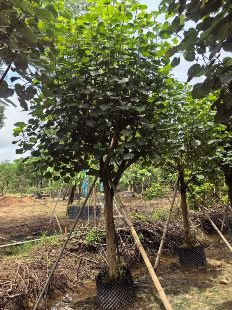 骨架黄槿10～20公分基地直发规格齐全质量优质