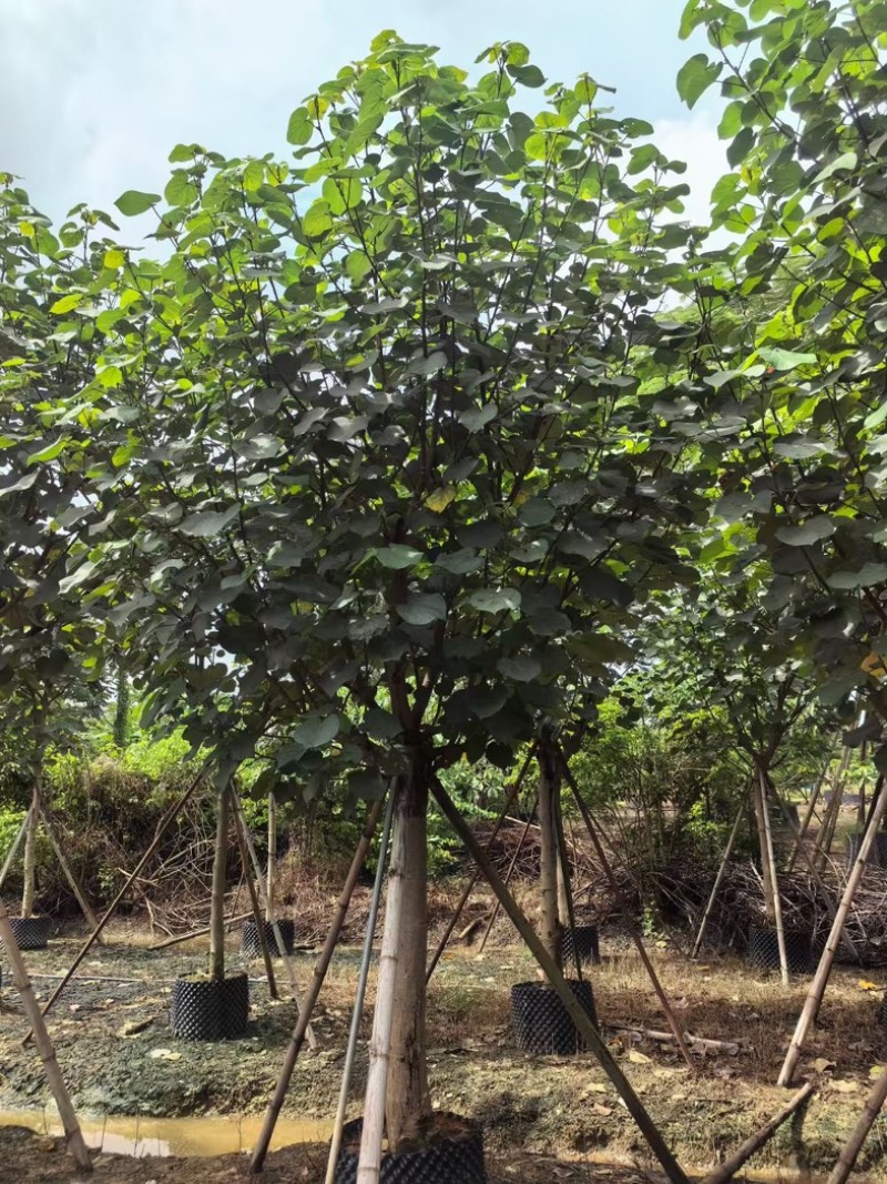 骨架黄槿10～20公分基地直发规格齐全质量优质