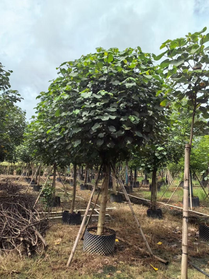 骨架黄槿10～20公分基地直发规格齐全质量优质