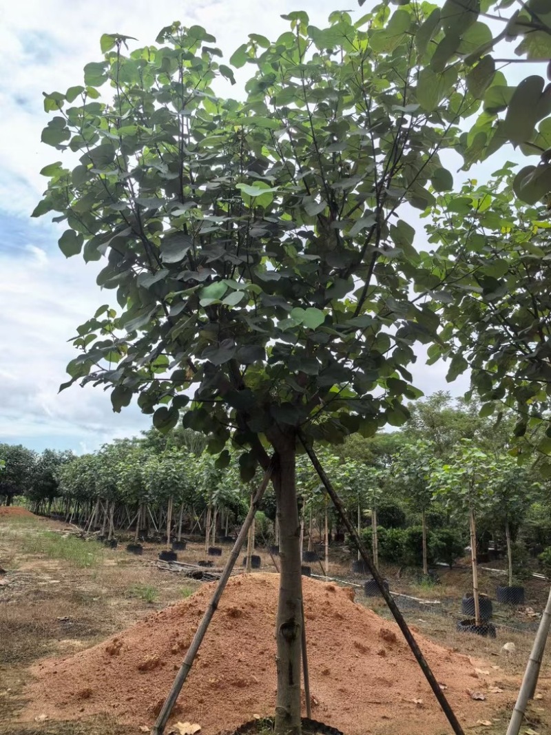 骨架黄槿10～20公分基地直发规格齐全质量优质