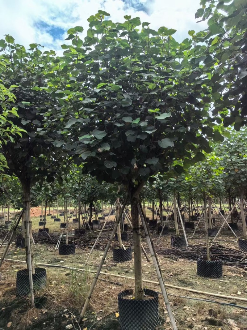 骨架黄槿10～20公分基地直发规格齐全质量优质