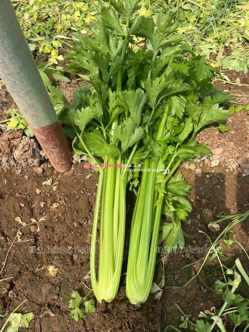 璐玉**西芹种子进口芹菜种子实心大号西芹四季蔬菜种籽抗病