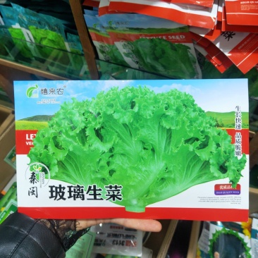 玻璃生菜种子品质脆嫩适应性广南北方均可种植阳台庭院盆栽
