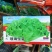 玻璃生菜种子品质脆嫩适应性广南北方均可种植阳台庭院盆栽