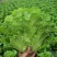 玻璃生菜种子品质脆嫩适应性广南北方均可种植阳台庭院盆栽
