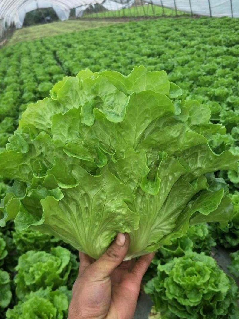玻璃生菜种子品质脆嫩适应性广南北方均可种植阳台庭院盆栽
